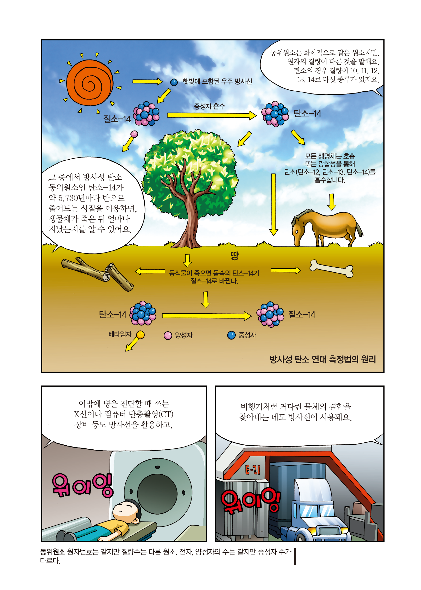 동위원소는 화학적으로 같은 원소지만, 원자의 질량이 다른 것을 말해요. 탄소의 경우 질량이 10, 11, 12, 13, 14로 다섯 종류가 있지요. / 그 중에서 방사성 탄소 동위원소인 탄소-14가 약 5,730년마다 반으로 줄어드는 성질을 이용하면, 생물체가 죽은 뒤 얼마나 지났는지를 알 수 있어요. / 방사선 탄소 연대 측정법의 원리: 햇빛에 포함된 우주 방사선 → 질소-14 → 중성자 흡수 → 탄소-14 → 모든 생명체는 호흡 또는 광합성을 통해 탄소(탄소-12, 탄소-13, 탄소-14)를 흡수합니다. / 땅 → 동식물이 죽으면 몸속의 탄소-14가 질소-14로 바뀐다. → 탄소-14 → 질소-14 → 베타입자, 양성자, 중성자 / 이밖에 병을 진단할 때 쓰는 X선이나 컴퓨터 단층촬영(CT) 장비 등도 방사선을 활용하고, 비행기처럼 커다란 물체의 결함을 찾아내는 데도 방사선이 사용돼요. / 동위원소란 원자번호는 같지만 질량 수는 다른 원소, 전자를 뜻한다. 양성자의 수는 같지만 중성자 수가 다르다.